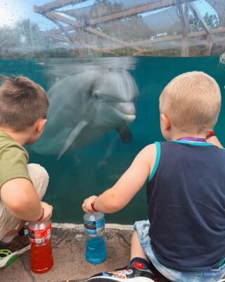 A dolphin came up to say hello to Maximus at Sea World